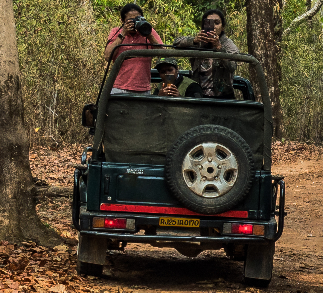 Sariska Jungle Safari